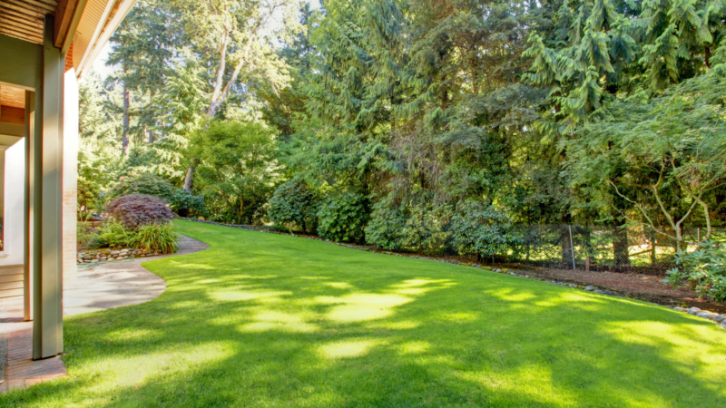 Understanding Lawn Health