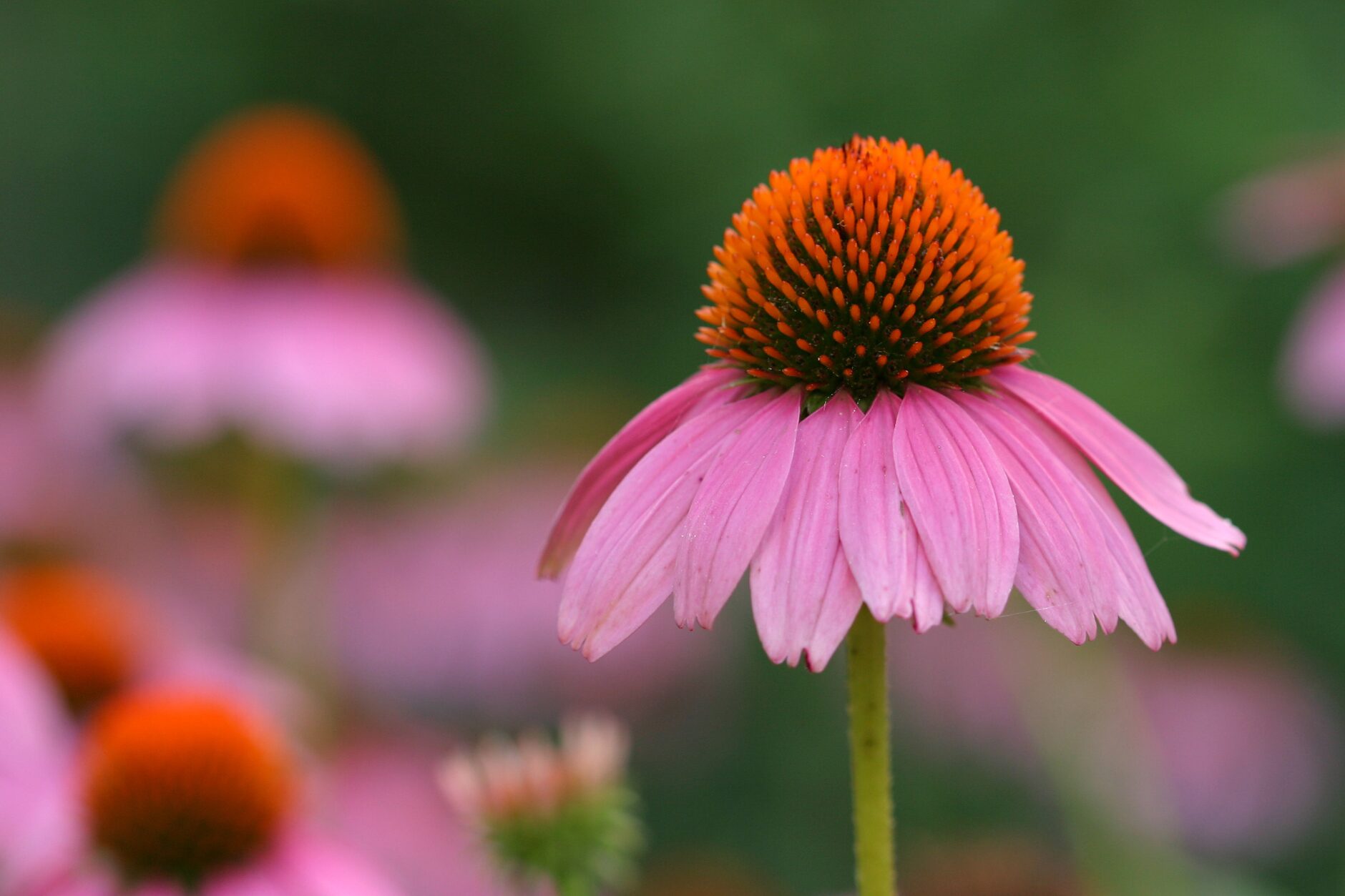 Coneflower- All Season