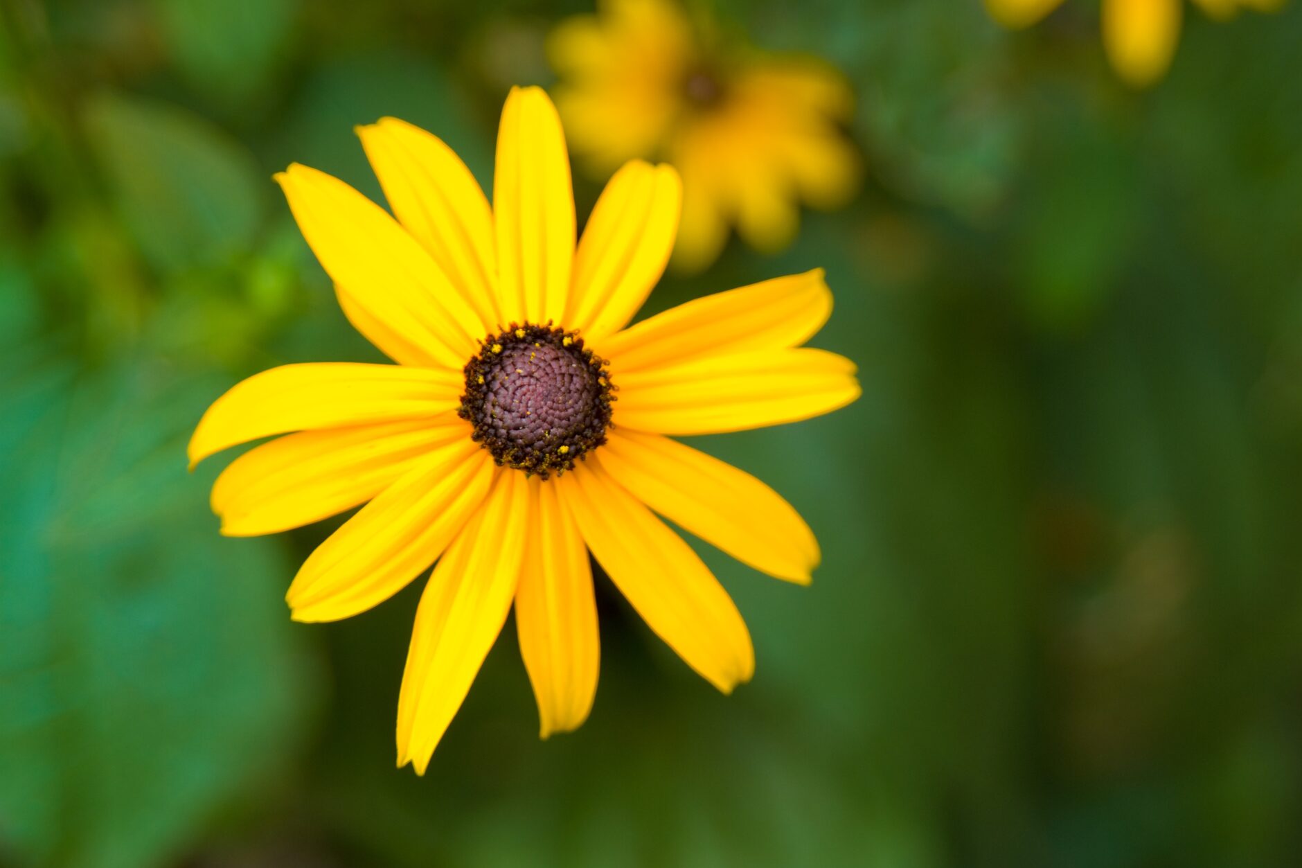 All Season Lawn and Black-Eyed Susan