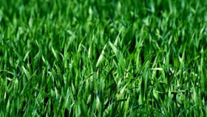 Is it time to mow? All Season Lawn & Landscaping